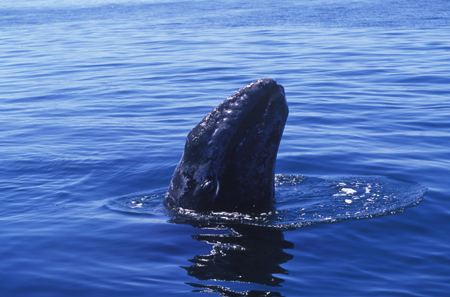 Oekotoursmus, Wale in La Paz